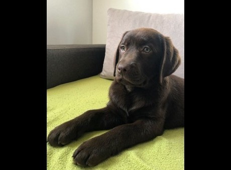 1 labradorm0526.jpg